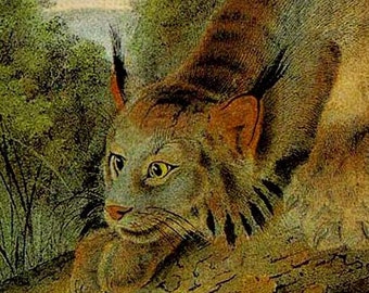 Canada Lynx Big Cat Lithograph Audubon Wild Animal Natural History Illustration To Frame
