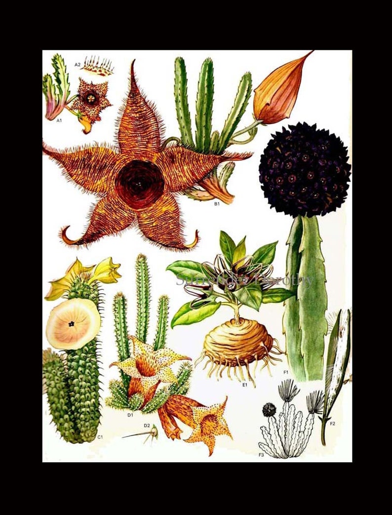 Cactus & Succulent Flowers Flowering Plants South African Botanical Exotica Vintage Illustration To Frame 78 image 3