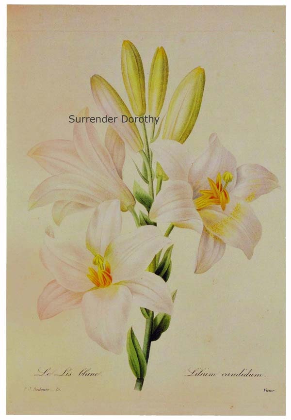 White Madonna Easter Lily Wild Flower Vintage Lithograph Redoute ...