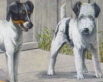 Irish Wire Haired Fox & Welsh Terrier  Dogs Louis Agassiz Fuertes 1910s Original Edwardian Antique Lithograph To Frame