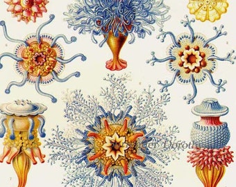 Qualle Siphonophora Haeckel Naturforscher Lithographie-Druck Naturgeschichte Qualle Ozeanographie Viktorianische Wissenschaftliche Lithographie