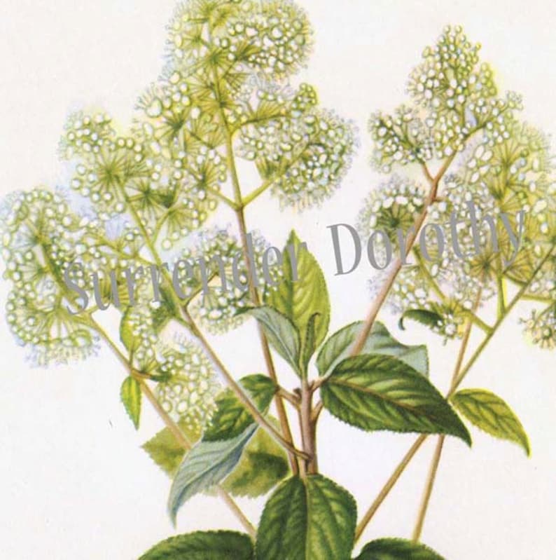 New Jersey Tea Flower Vintage Botanical Lithograph Art Print To Frame 1950s 107