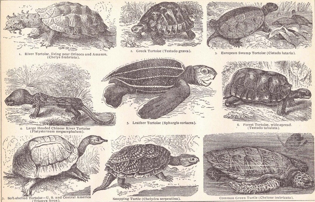 Turtle Tortoise Varieties Chart 1906 Edwardian Herpetology Print ...