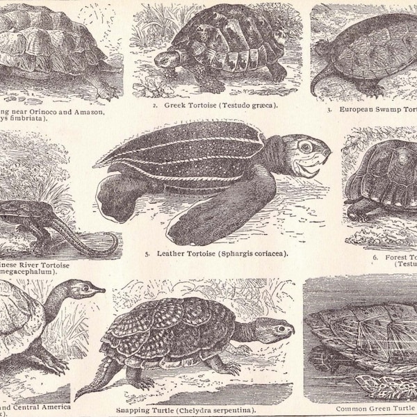 Turtle Tortoise Varieties Chart 1906 Edwardian Herpetology Print Natural History Engraving To Frame