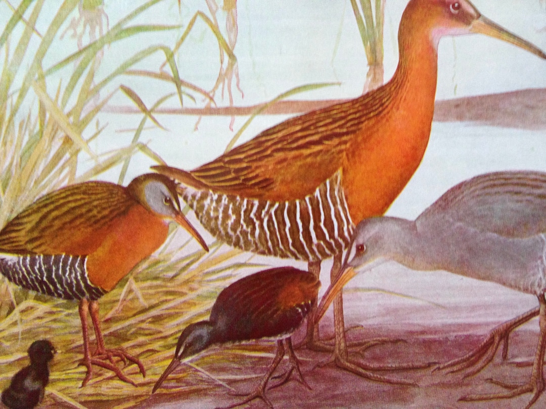 Virginia Rail King Rail Clapper Rail Birds Ornithology Lithograph Chart ...