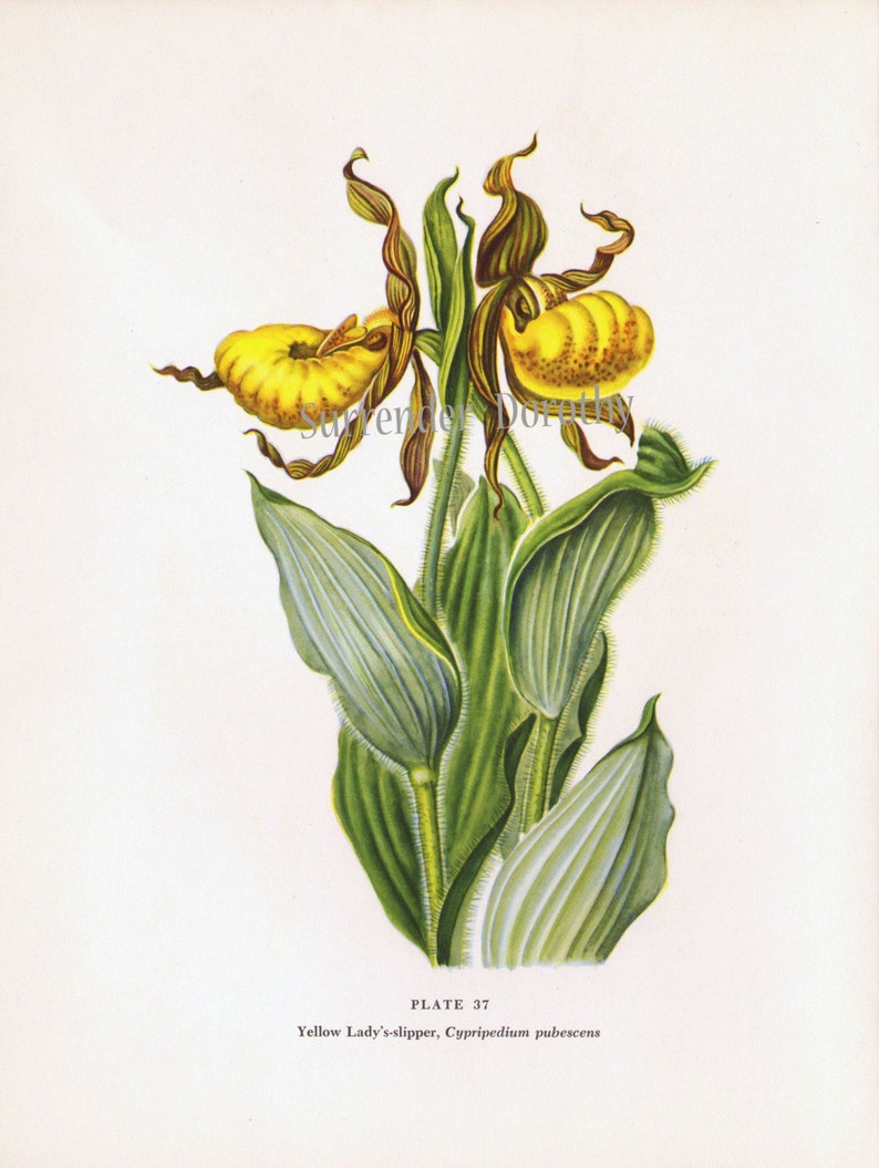 Yellow Lady/'s Slipper Botanical Print North American Wildflower Series Mid 1950s