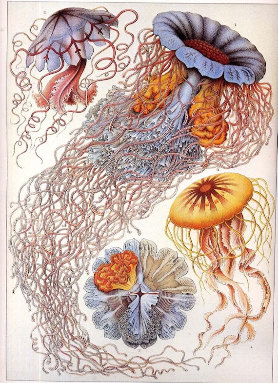 Ernst Haeckel's Jellyfish Natural History Reproduction Lithograph