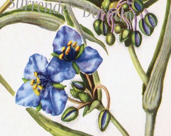 Dayflower & Spiderwort Vintage Botanical Lithograph Print Mid Century 1950s For Framing 8
