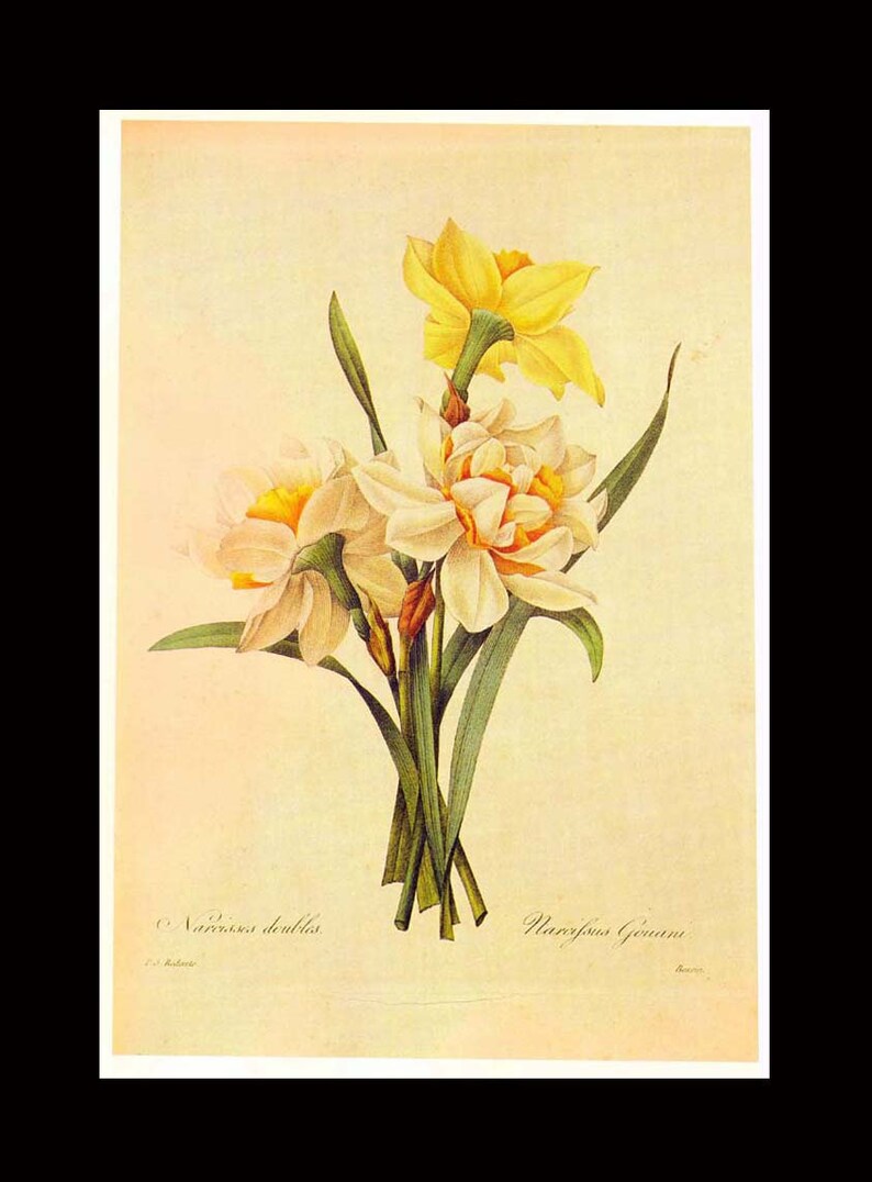 Narcissus Incomparabilis Double Flowers Bouquet Vintage - Etsy