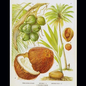Coconut Palm Tree Tropical Fruit Chart Food Botanical Lithograph Illustration For Your Vintage Kitchen 19 image 3