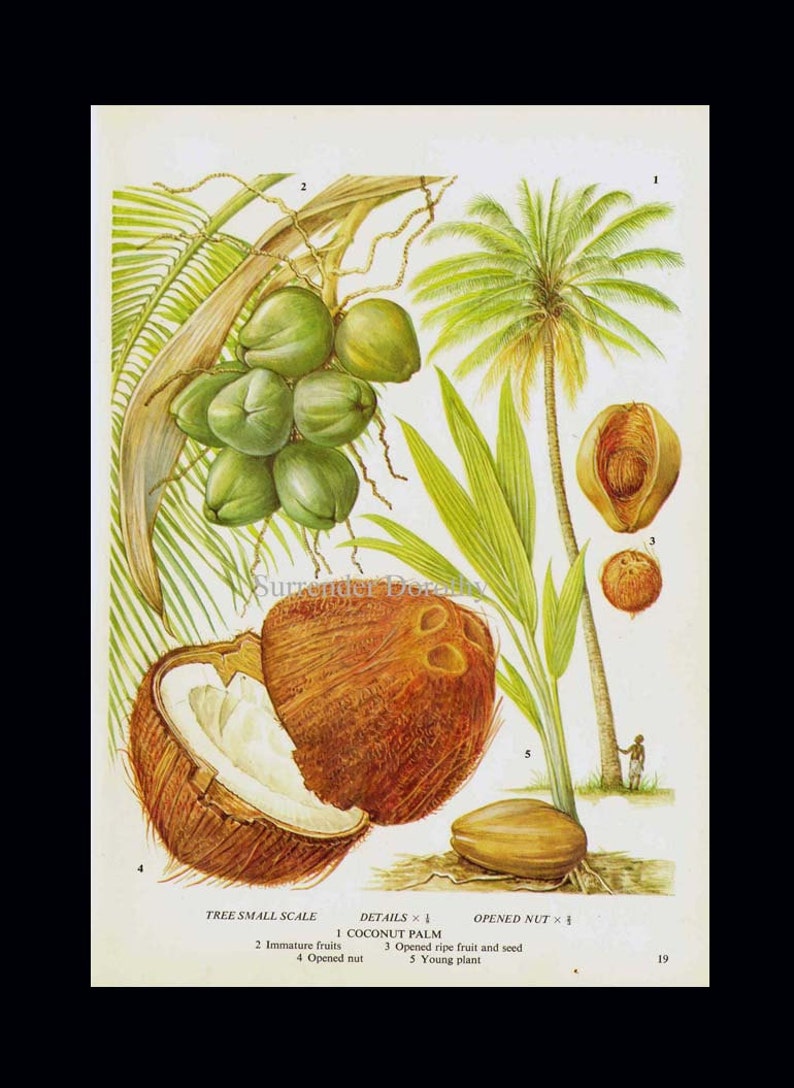 Coconut Palm Tree Tropical Fruit Chart Food Botanical Lithograph Illustration For Your Vintage Kitchen 19 image 3