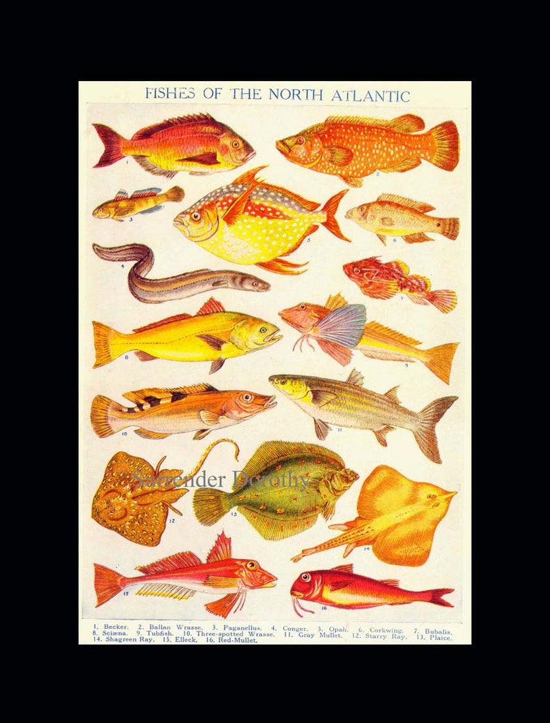 North Atlantic Ocean Fish Ichthyology Natural History Etsy