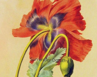 Opium Poppy Flower Papaver somniferum Vintage Illustration Wildflower Lithograph Redoute Botanical Print To Frame 40