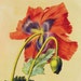 see more listings in the Redoute Botanical Prints section