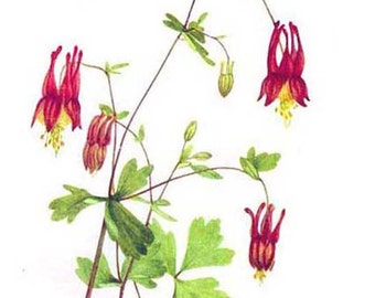 Red Columbine Wild Flowers Vintage 1955 Botanical Herbal Lithograph Art  Print To Frame 111