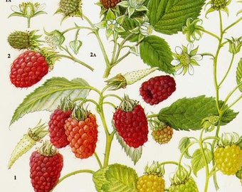 Himbeer Weinbeer ObstKarte Essen Botanische Lithografie Illustration für Ihre Vintage Küche 77