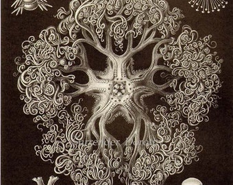 Seestern Riesenkorb Stern & Koralle Haeckel Druck Naturgeschichte Ozeanographie Viktorianisch Wissenschaftliche Lithografie Umrahmen Schwarz Weiß