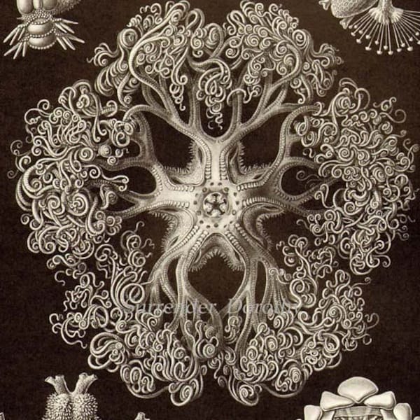Starfish Giant Basket Star & Coral Haeckel Print Natural History Oceanography Victorian Scientific Lithograph To Frame Black  White