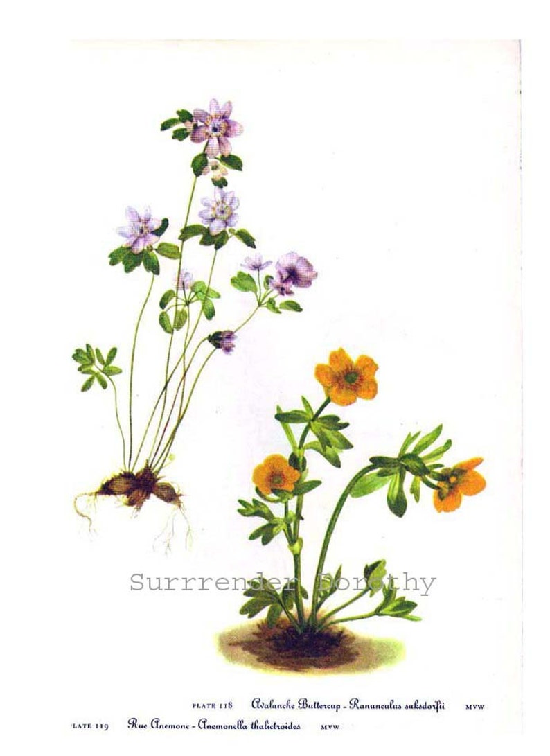 Buttercup Ranunculus Acris Vintage 1955 Botanical Lithograph Art Print To Frame 117 image 3