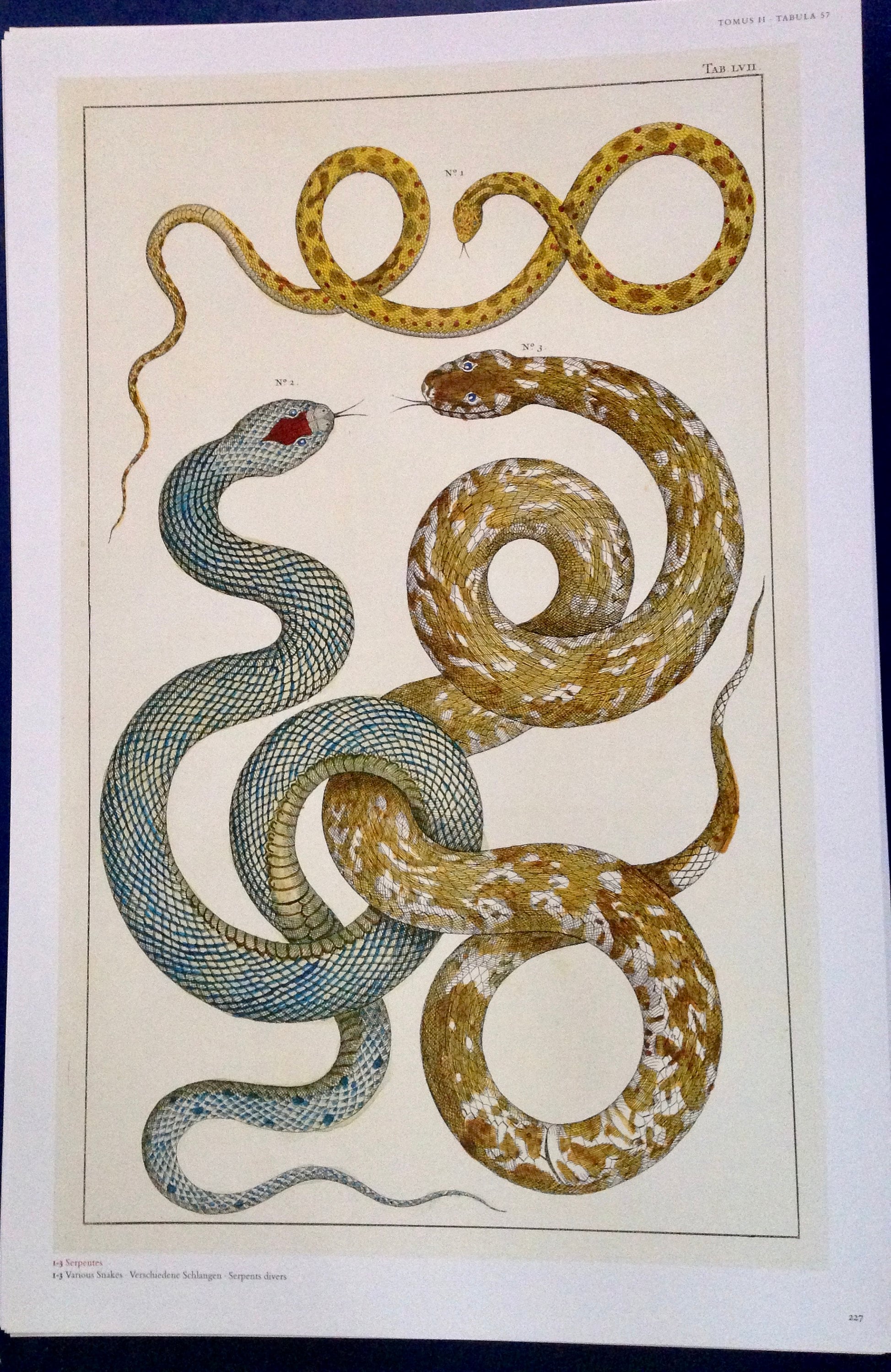 snake出品　直筆資料セット Four-lined Snakes Intertwined - RE-09 - Fine Art Print of a