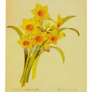 Narcissus Tazetta Flowers Bouquet Vintage Illustration Wildflower Lithograph Redoute Botanical Print To Frame 18 image 3