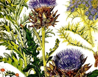 Globe Artichoke Mediterranean Botanical Exotica 1969 Large Vintage Illustration To Frame 40