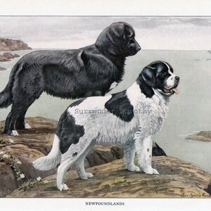 May include: Two Newfoundland dogs, one black and one black and white, stand on a rocky shore. The black dog is in the background, while the black and white dog is in the foreground. The dogs are looking out at the ocean, which is in the background. The image is a vintage illustration.
