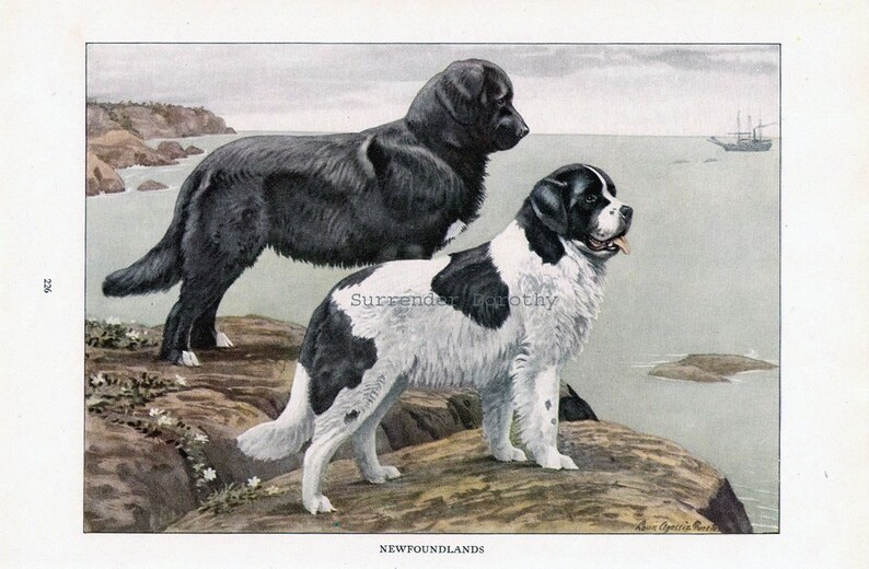 May include: Two Newfoundland dogs, one black and one black and white, stand on a rocky shore. The black dog is in the background, while the black and white dog is in the foreground. The dogs are looking out at the ocean, which is in the background. The image is a vintage illustration.
