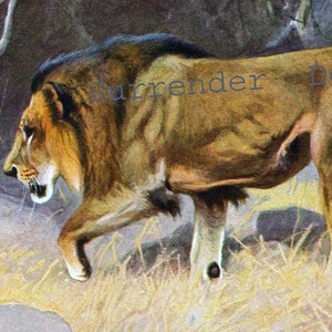 Afrikanischer Löwe Naturgeschichte Lithographie Illustration Deutschland Original Edwardian Era Art To Frame