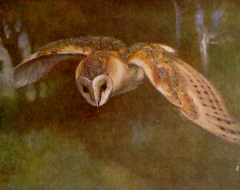 Barn Owl Hunting European Birds Lithograph Chart To Frame 1960s British Ornithology 81