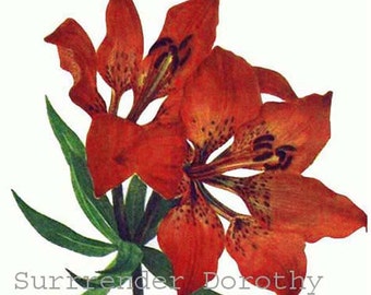 Western Red Lily Lilium Umbellatum Vintage 1955 Botanical Lithograph Art  Print To Frame 35