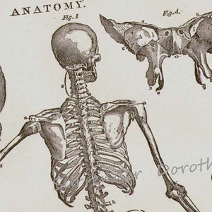 Menselijke anatomie Skelet posterieur aanzicht met schedels Victoriaans skelet 1892 antieke medische kaart