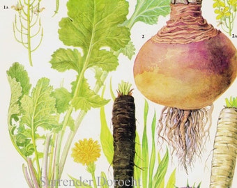 Turnip Parsnip Rutabaga Root Vegetable Food Botanical Lithograph Illustration For Your Vintage Kitchen 173