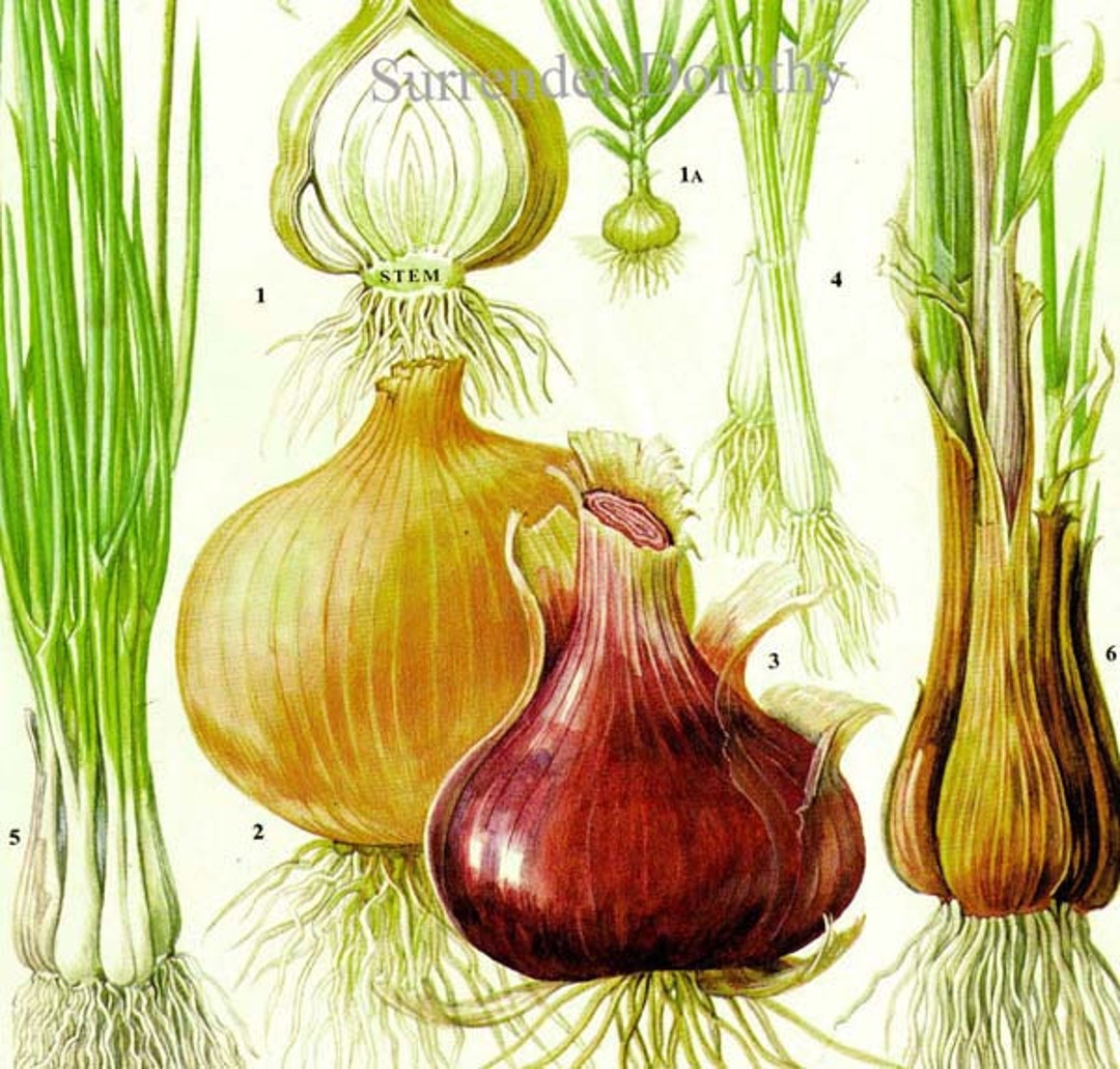 タマネギチャート 野菜 食品 植物 リトグラフ イラスト ヴィンテージ