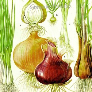 Onion Chart Vegetable Food Botanical Lithograph Illustration For Your Vintage Kitchen 167