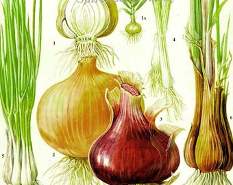 Onion Chart Vegetable Food Botanical Lithograph Illustration For Your Vintage Kitchen 167