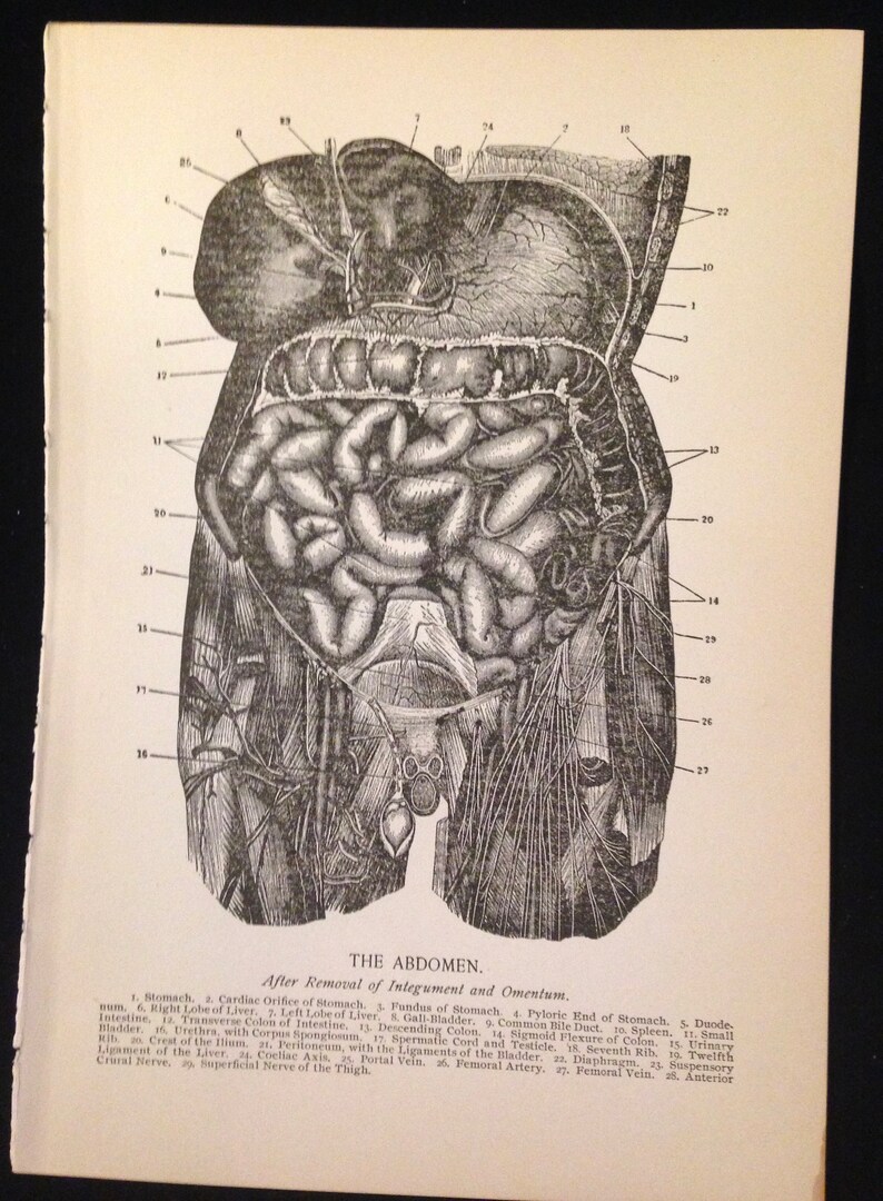 Human Digestive System Anatomy 1912 Vintage Medical Chart to Frame ...