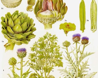 Globe Artichoke Cardoon Okra Vegetable Plant Flowers Food Chart Botanical Lithograph Illustration For Your Vintage Kitchen 165