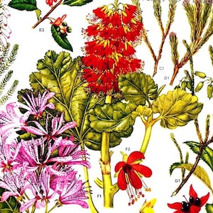 May include: A botanical illustration featuring a variety of flowers and plants. The illustration includes a cluster of red flowers, a cluster of pink flowers, and several green leaves. The illustration is labeled with letters and numbers.