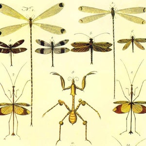 Trollslända, bönsyrsa och vandrande fiol, insekter, Seba, entomologi, vintage naturhistorisk insekt, litografi, diagram, affisch, tryck P371