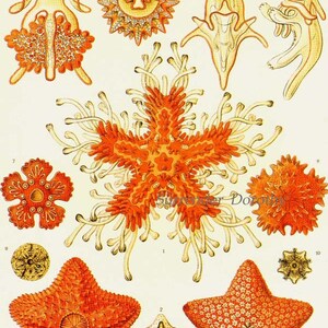 Asteridea Starfish Formations & Barnacles Haeckel Vintage Print Natural History Oceanography Victorian Scientific Lithograph To Frame image 2