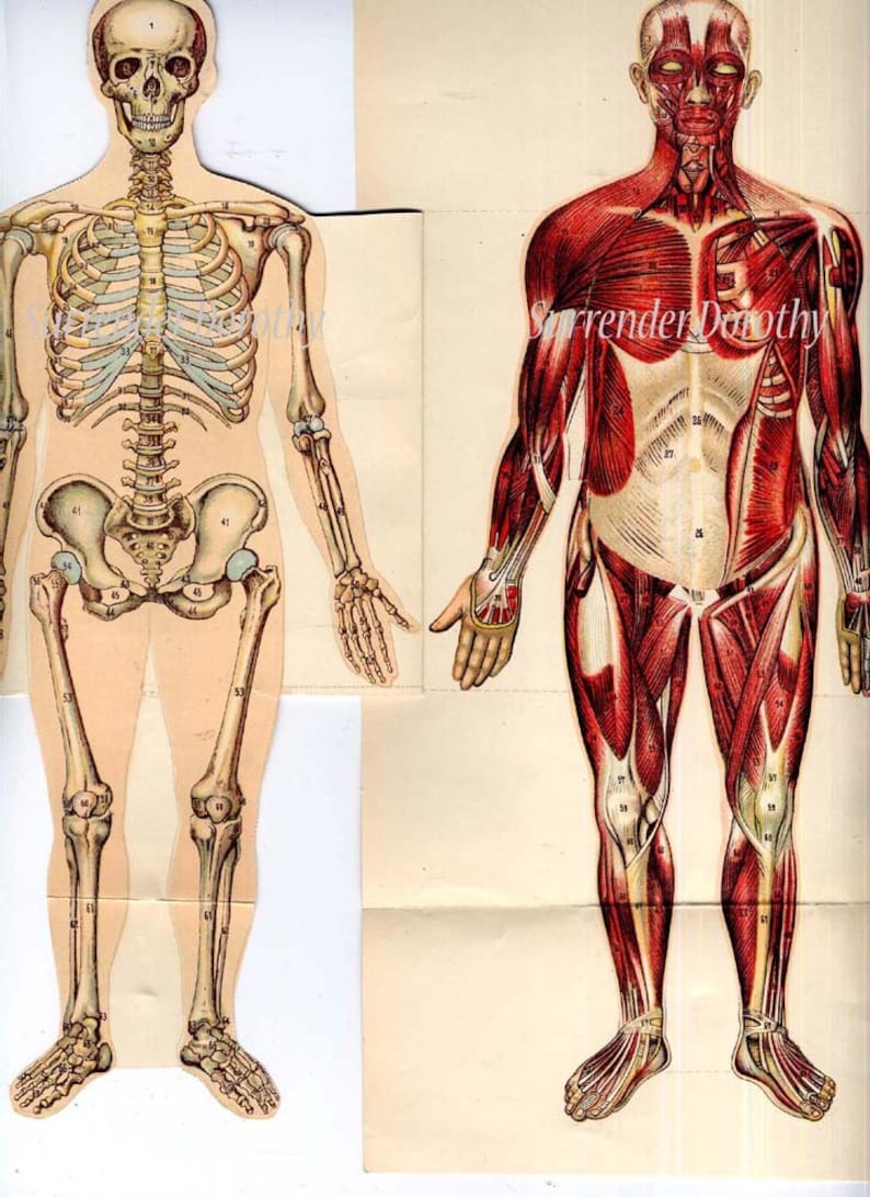 Human Anatomy Man Fold Out Medical Flip Chart 1922 Vintage Etsy