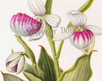 Fancy Lady's Slipper Moccasin Flower Vintage Botanical Lithograph Print North American Wildflower To Frame 36