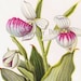 see more listings in the Antique Vintage Flowers Blooms Botanical Illustrations Prints  section