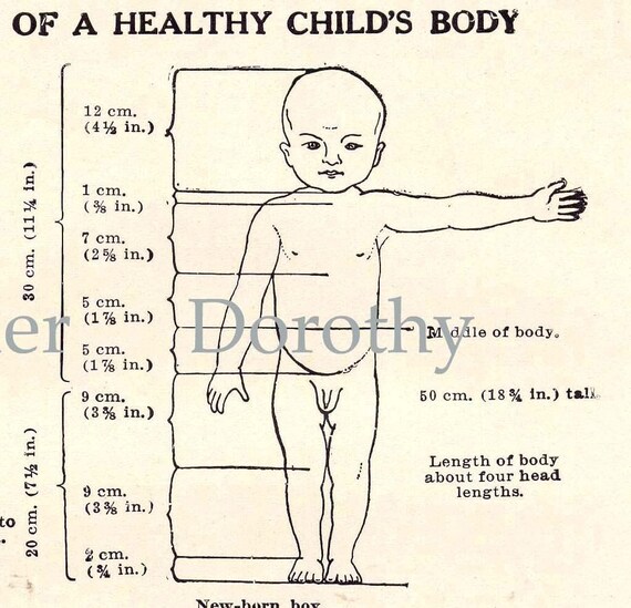 Human Proportions Chart