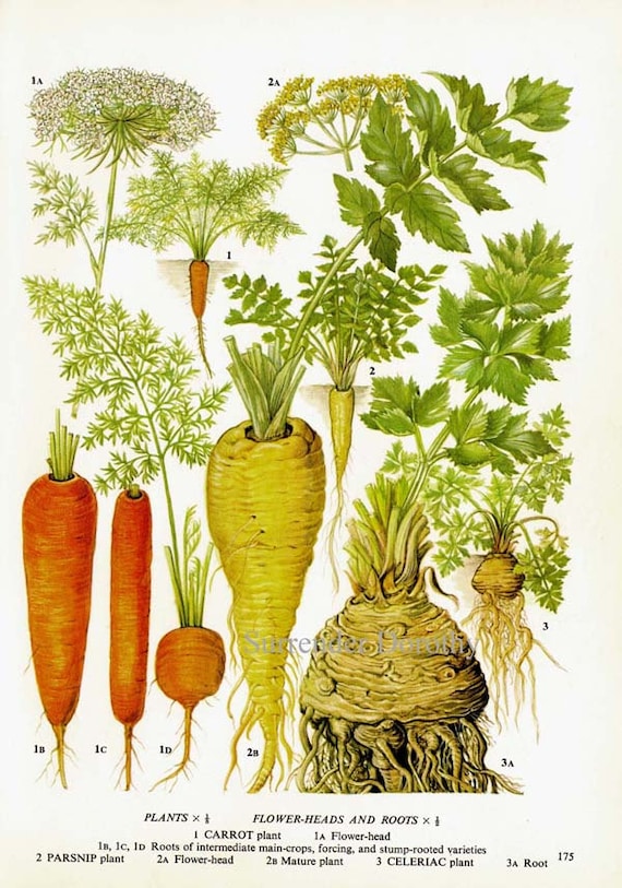 Carrot Chart