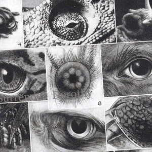 Augen der Vögel Insekten Reptilien Tiere Vintage Schaubild Neugierig Naturgeschichte 1920er Jahre Illustration Zum Rahmen