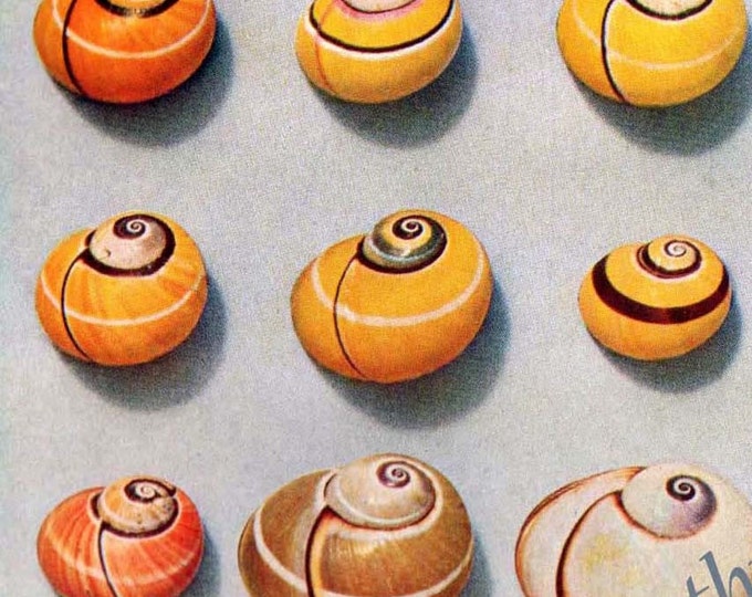 1905 Cuban Land Snail Collection Natural History Lithograph Etsy