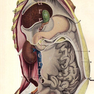 Vrouwelijk menselijk lichaam verticale doorsnede Anatomie Grafiek Femme Fatale Jaren 1920