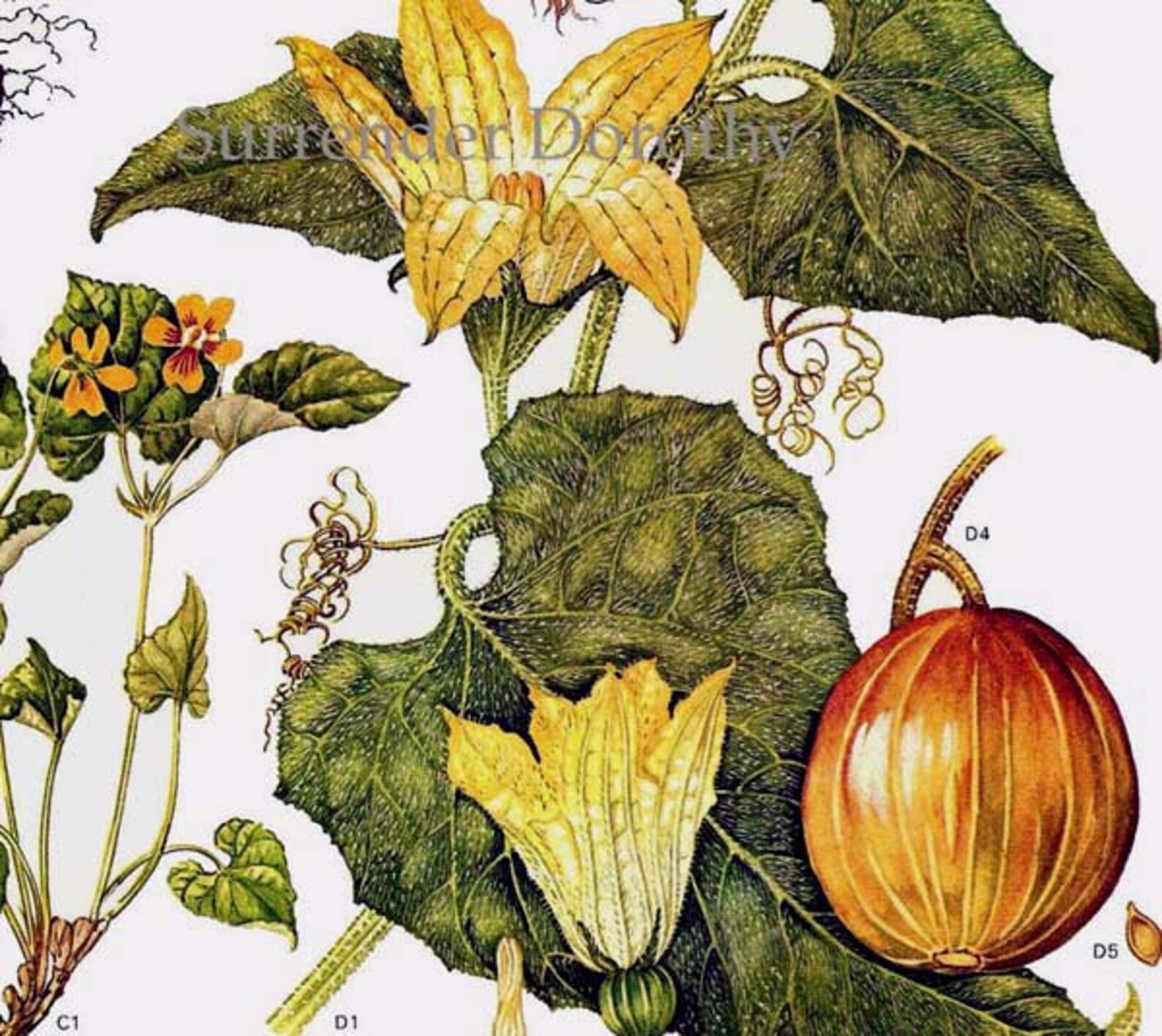 рисунки на тему на семейство тыквенных. плод тыквы с ботанической точки зрения. ботаническая акварель тыква. плод тыквы с ботанической точки зрения. плод тыквы с ботанической точки зрения.